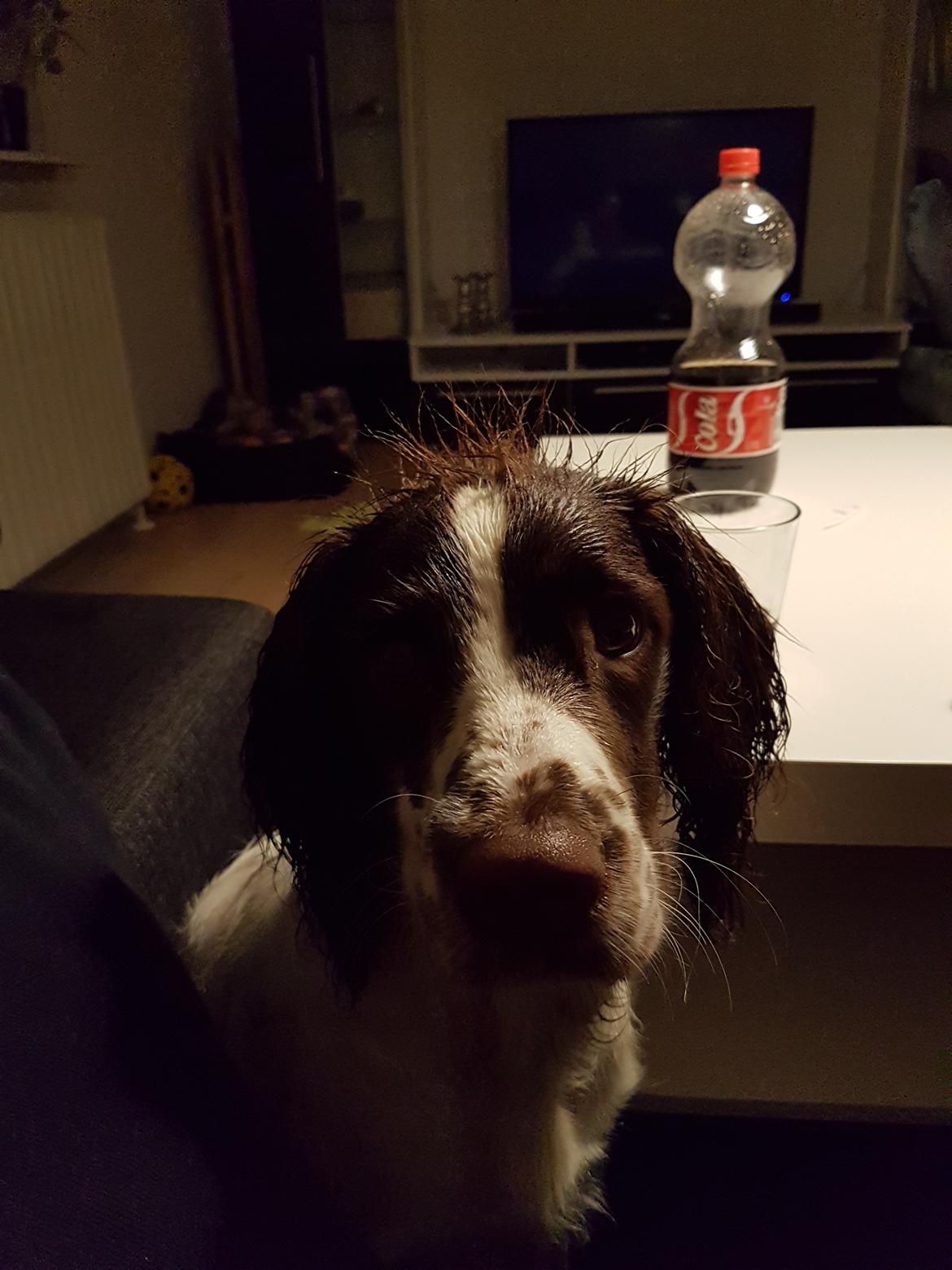 Field Trial Springer Spaniel Taco billede 23