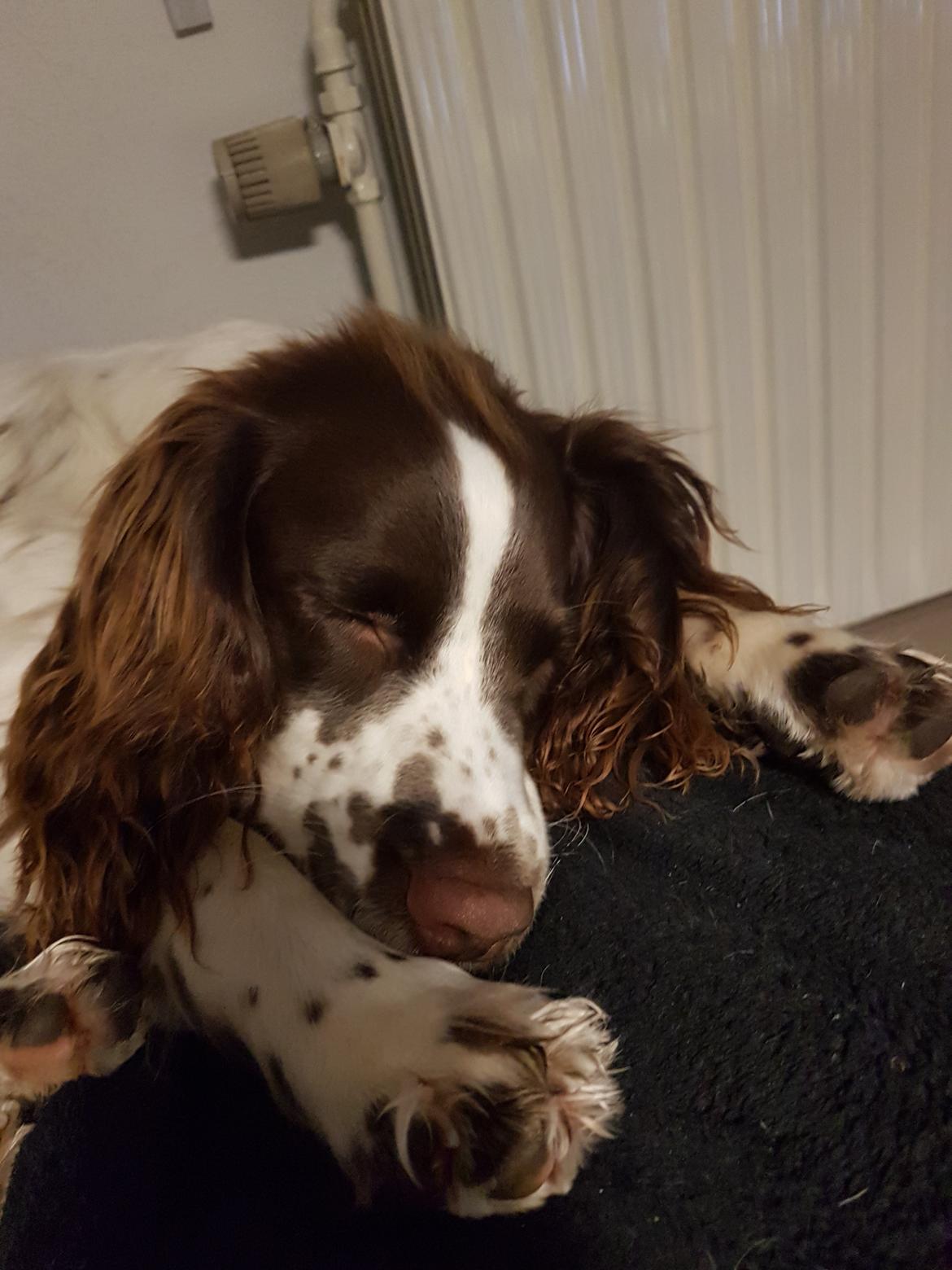 Field Trial Springer Spaniel Taco billede 24