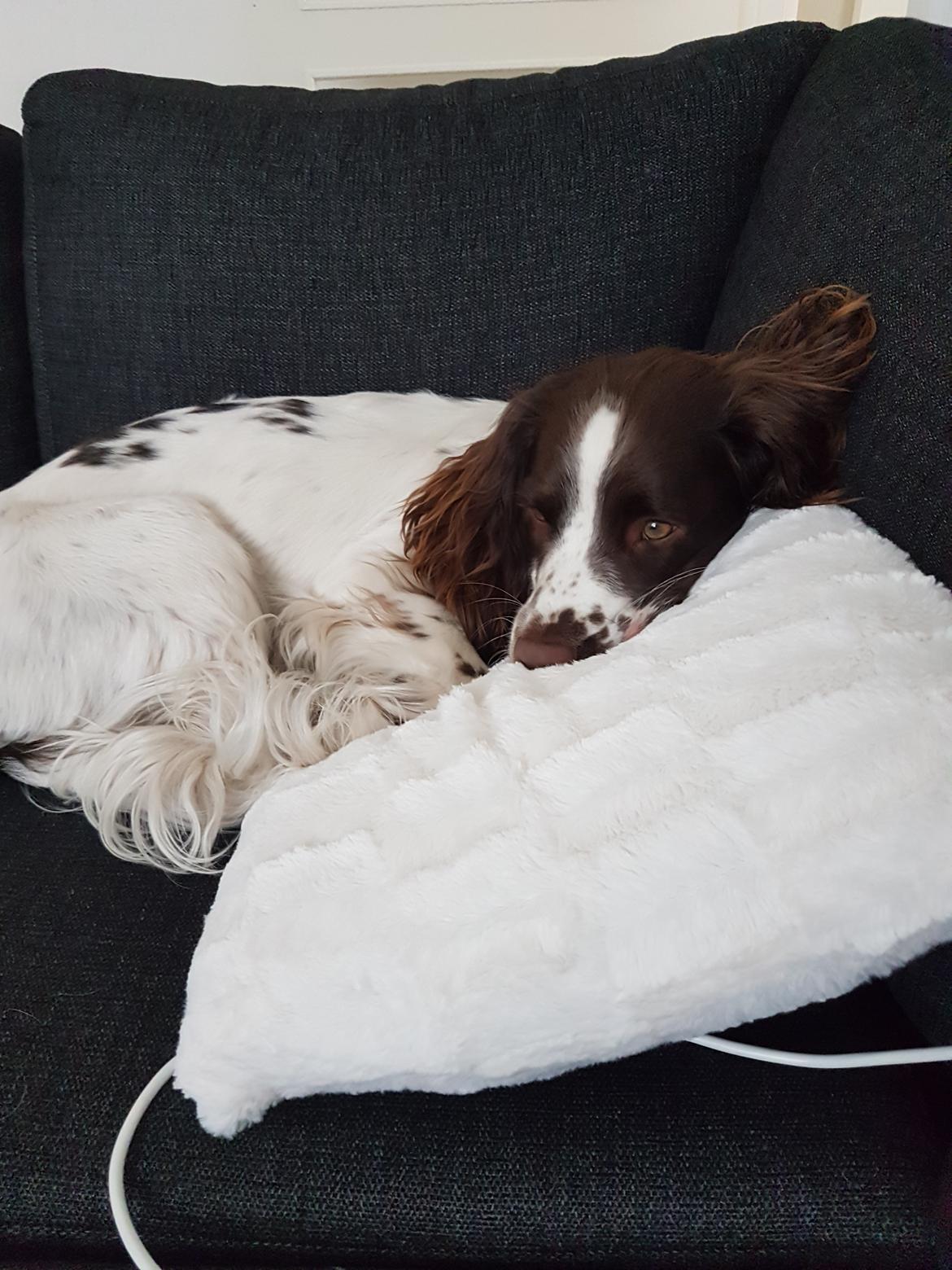 Field Trial Springer Spaniel Taco billede 28