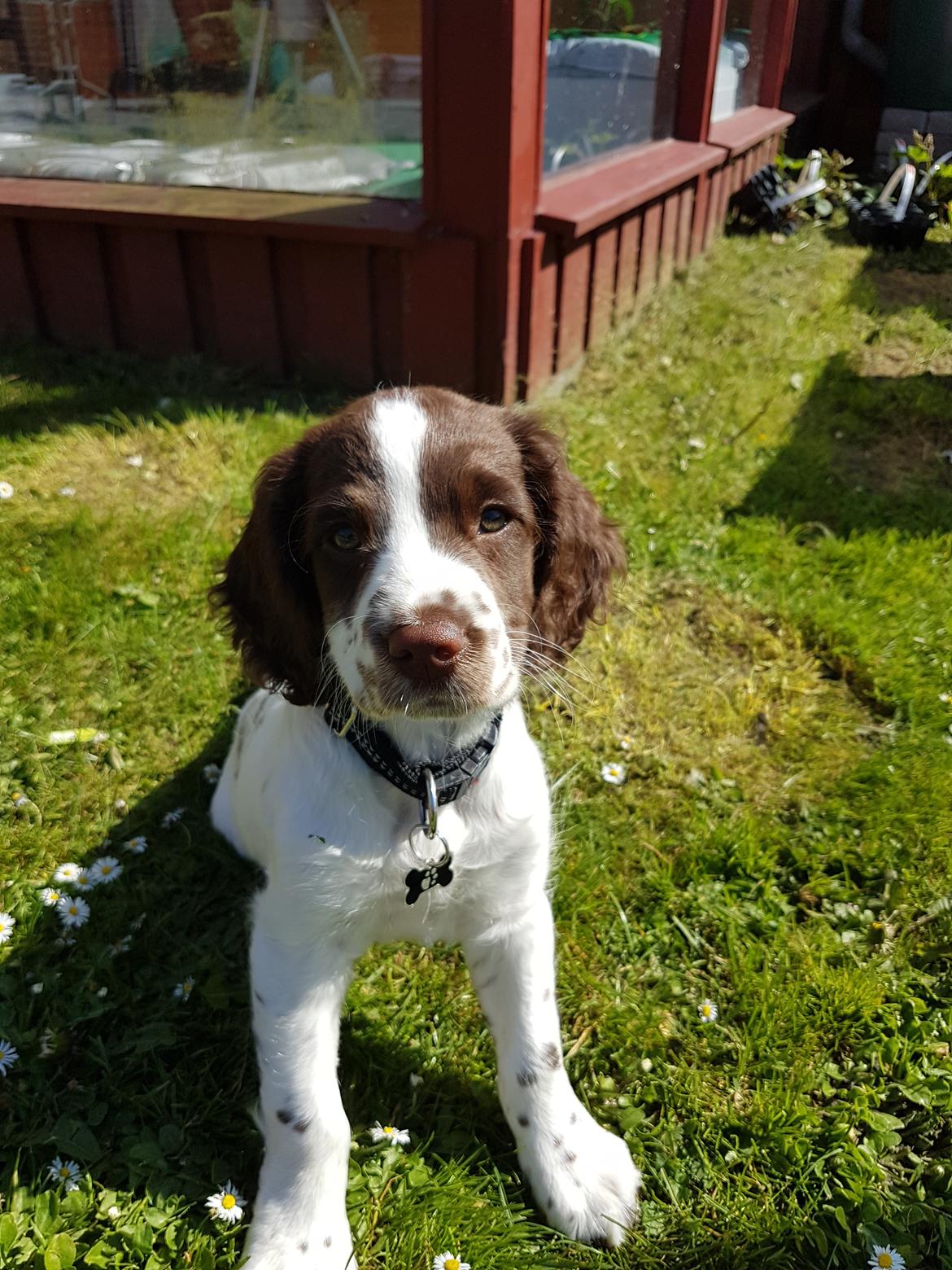 Field Trial Springer Spaniel Taco - Ude i haven for at lære at gå i snor. billede 10