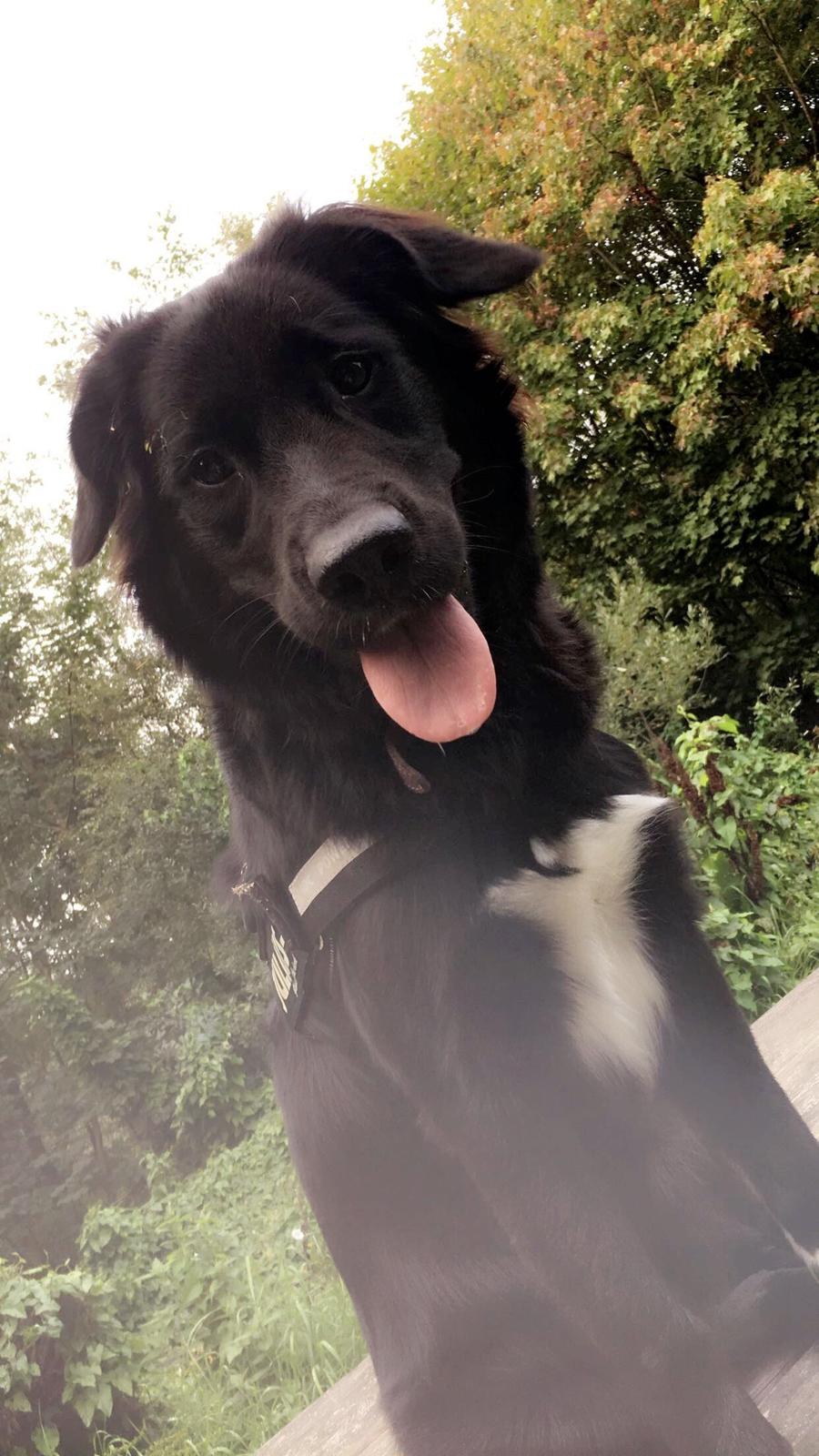 Blanding af racer Molly billede 2