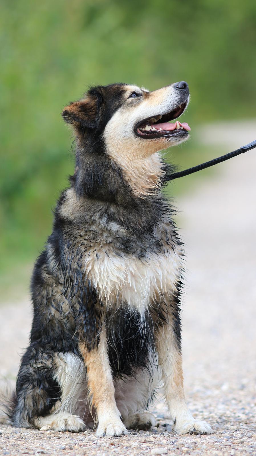 Blanding af racer Tiki (Himmel hund) for altid savnet  - Billede taget af min Datter 2018 billede 7