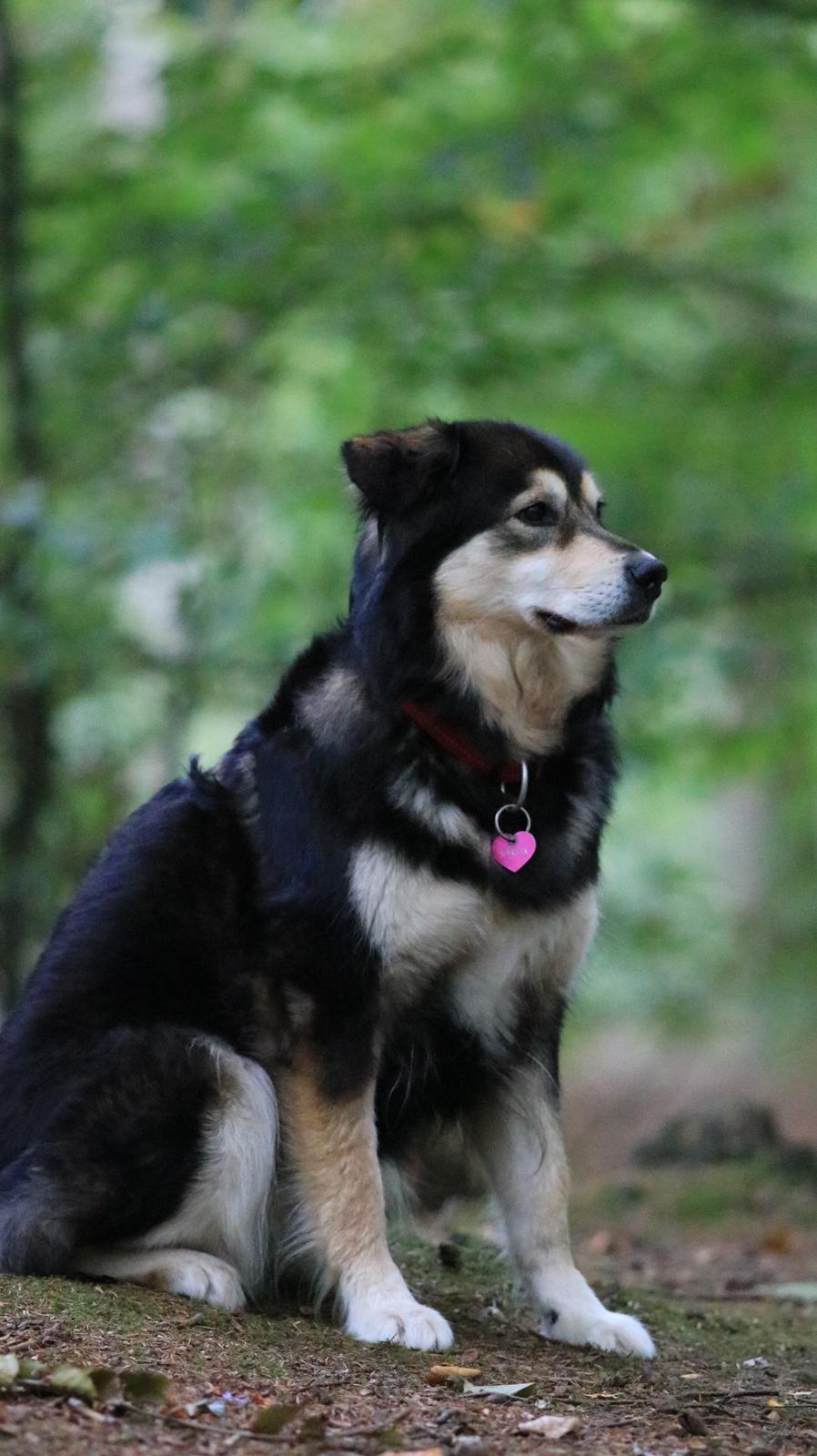 Blanding af racer Tiki (Himmel hund) for altid savnet  - Billede taget af min Datter 2018 billede 9