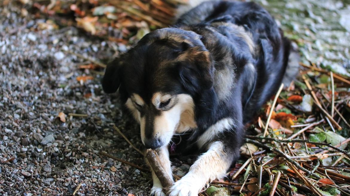 Blanding af racer Tiki (Himmel hund) for altid savnet  - Billede taget af min Datter 2018 billede 10