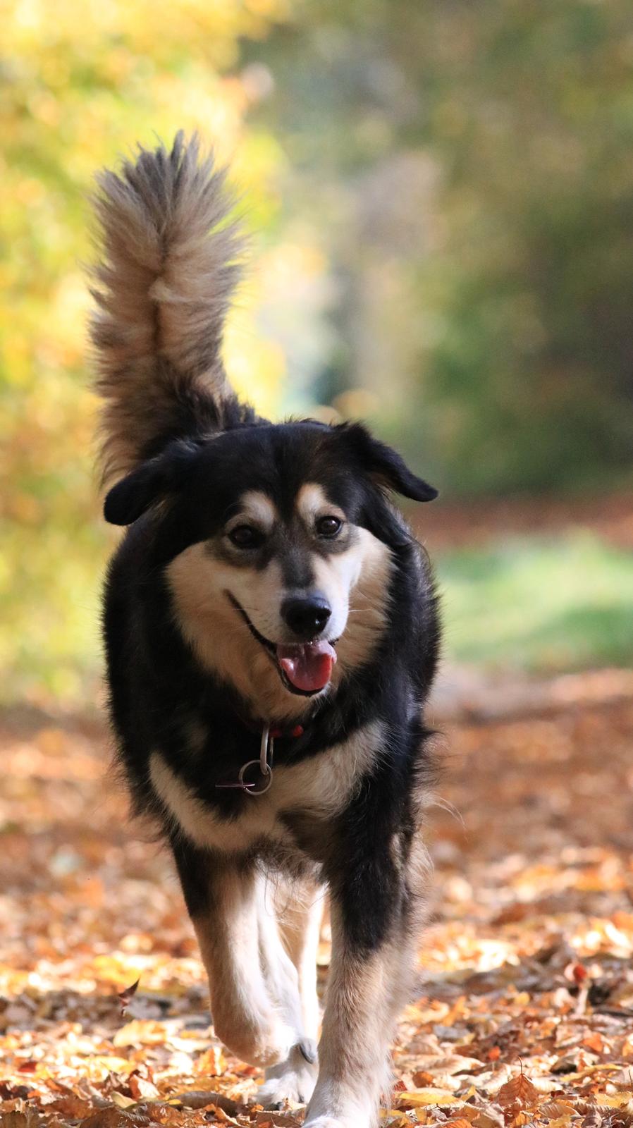 Blanding af racer Tiki (Himmel hund) for altid savnet  - Billede taget af min Datter 2018 billede 2