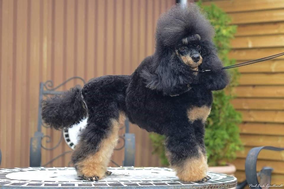 Dværgpuddel Alba billede 2