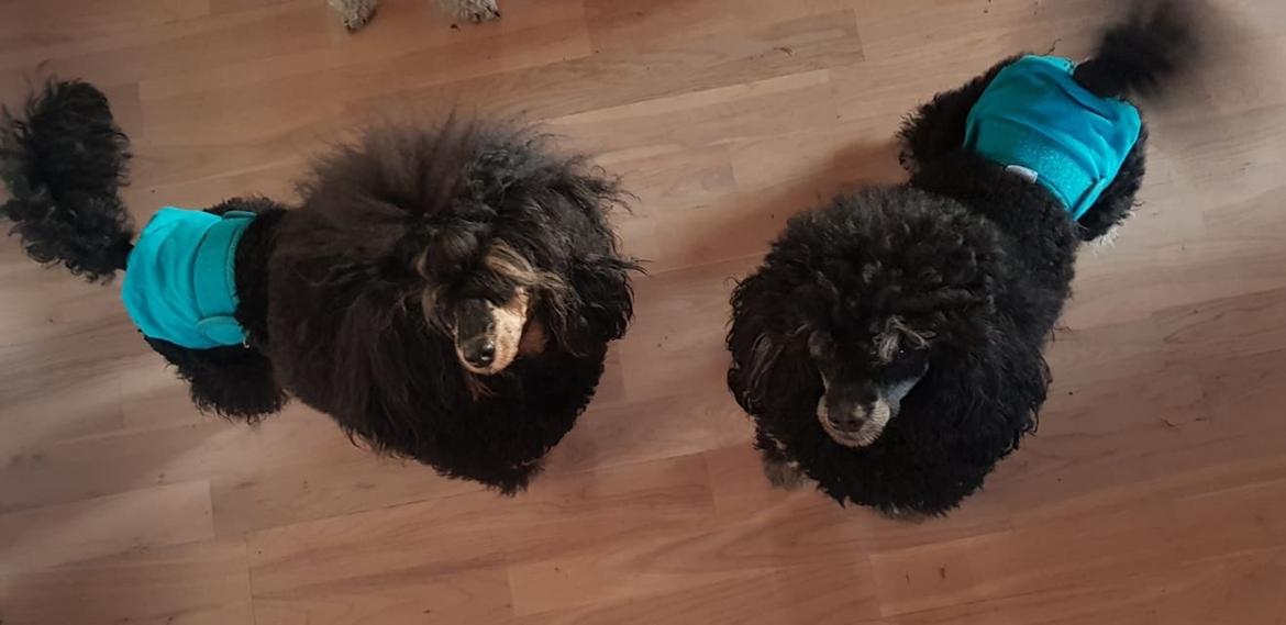 Dværgpuddel Alba billede 6