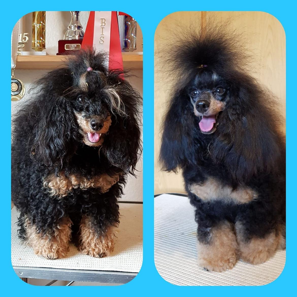 Dværgpuddel Alba billede 9