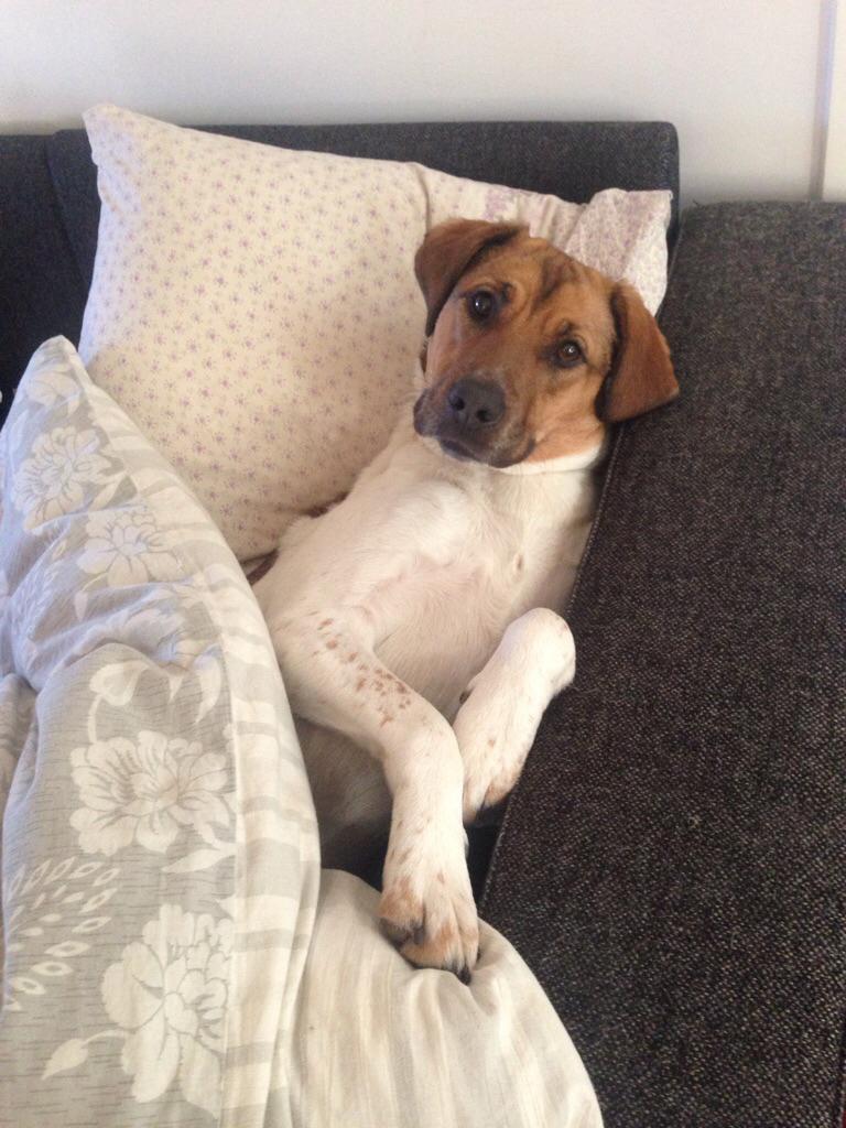 Blanding af racer Chili billede 17