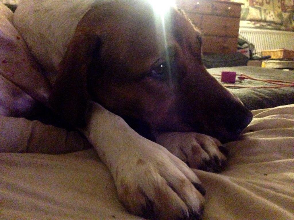 Blanding af racer Chili billede 16