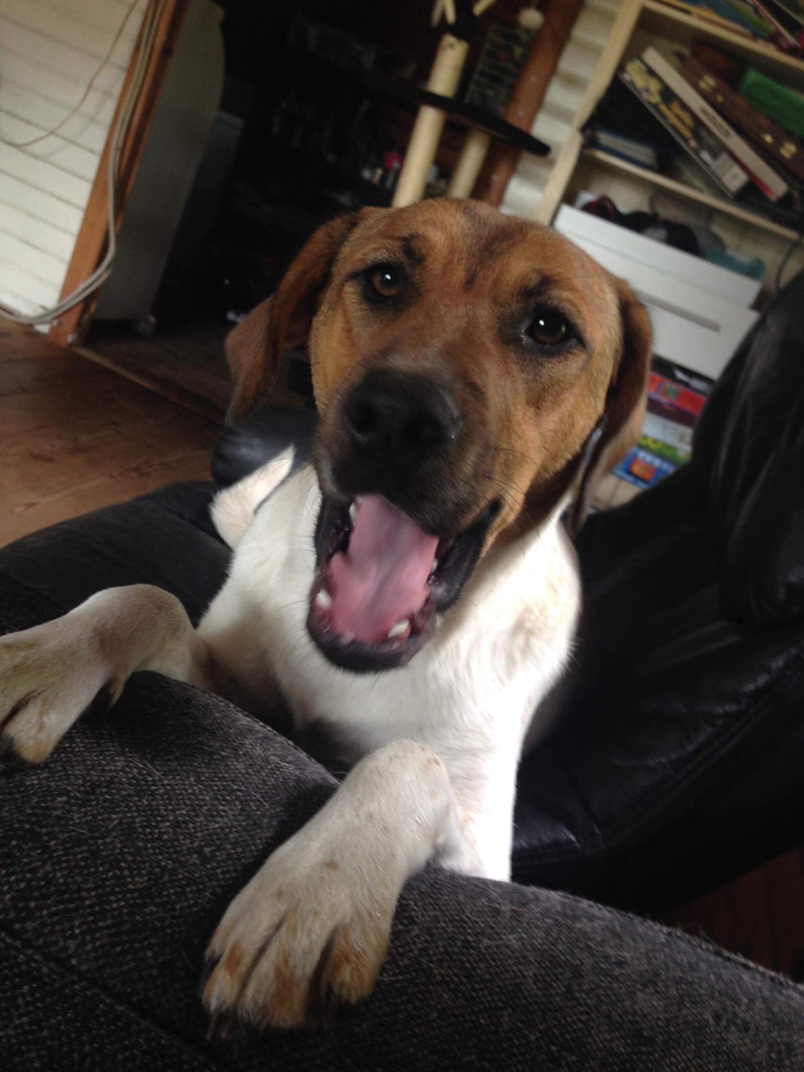 Blanding af racer Chili billede 21