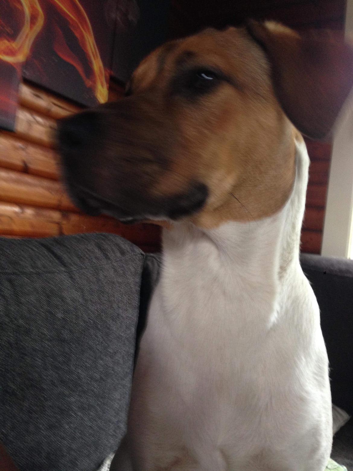 Blanding af racer Chili billede 20