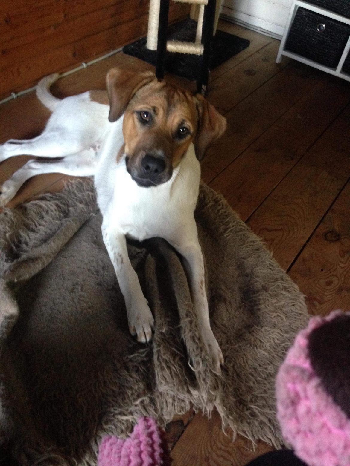 Blanding af racer Chili billede 23