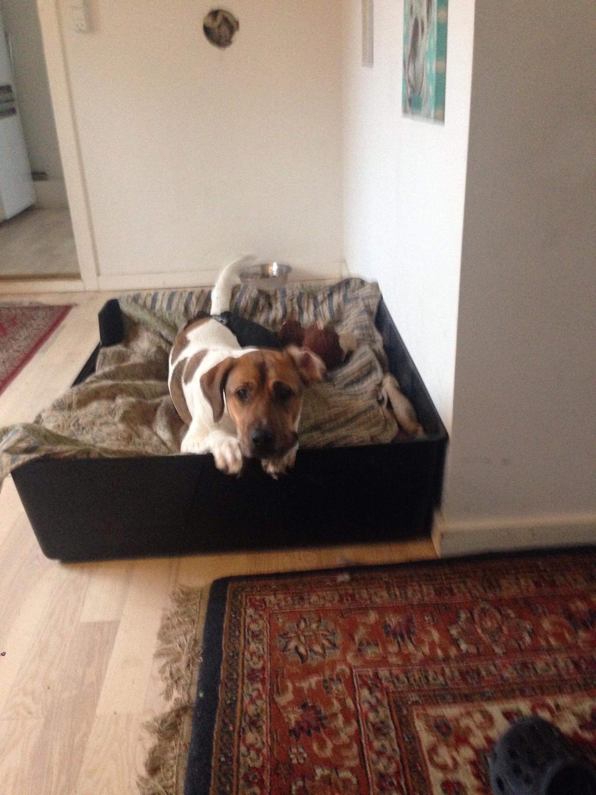 Blanding af racer Chili billede 25