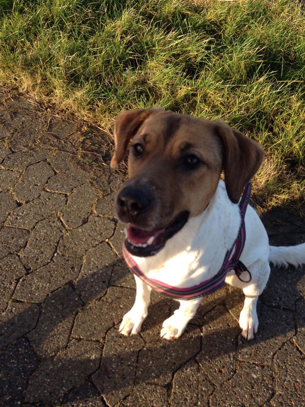 Blanding af racer Chili billede 24