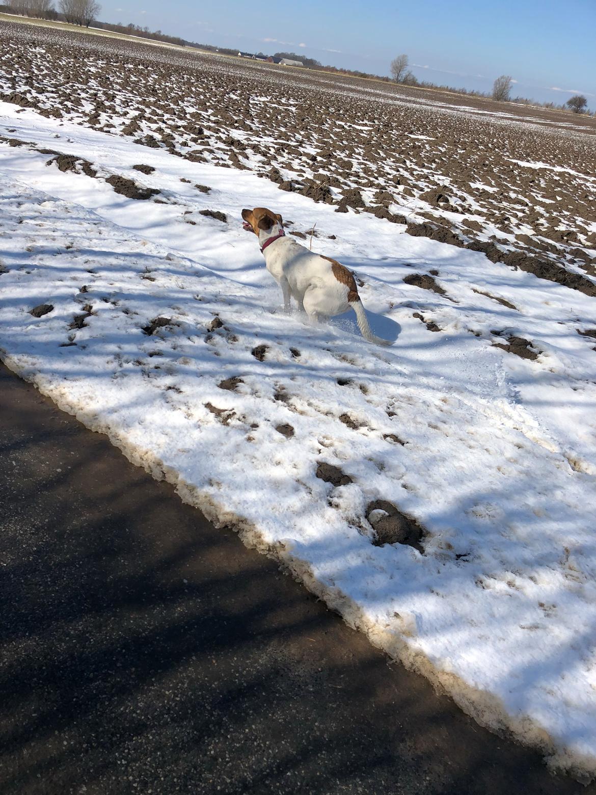 Blanding af racer Chili billede 26