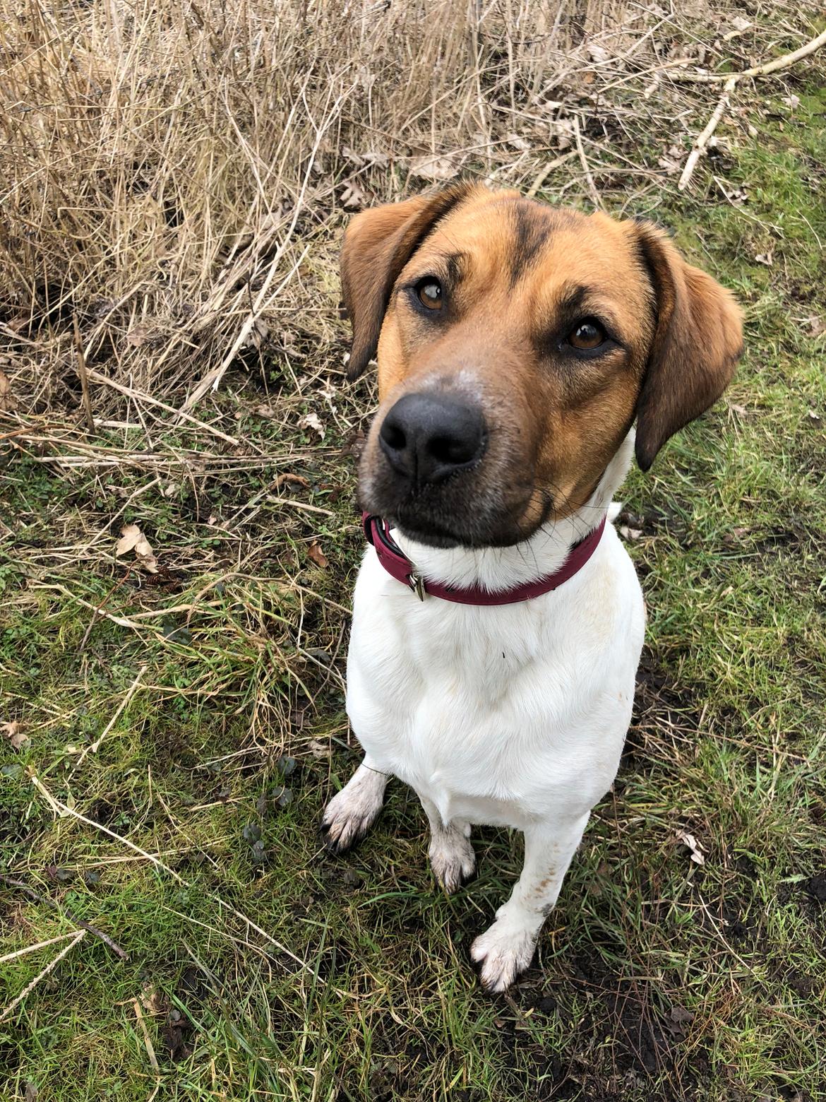 Blanding af racer Chili billede 27