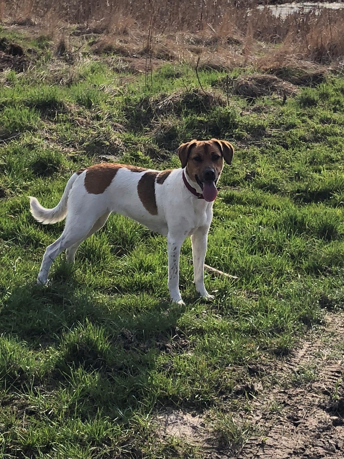 Blanding af racer Chili billede 31