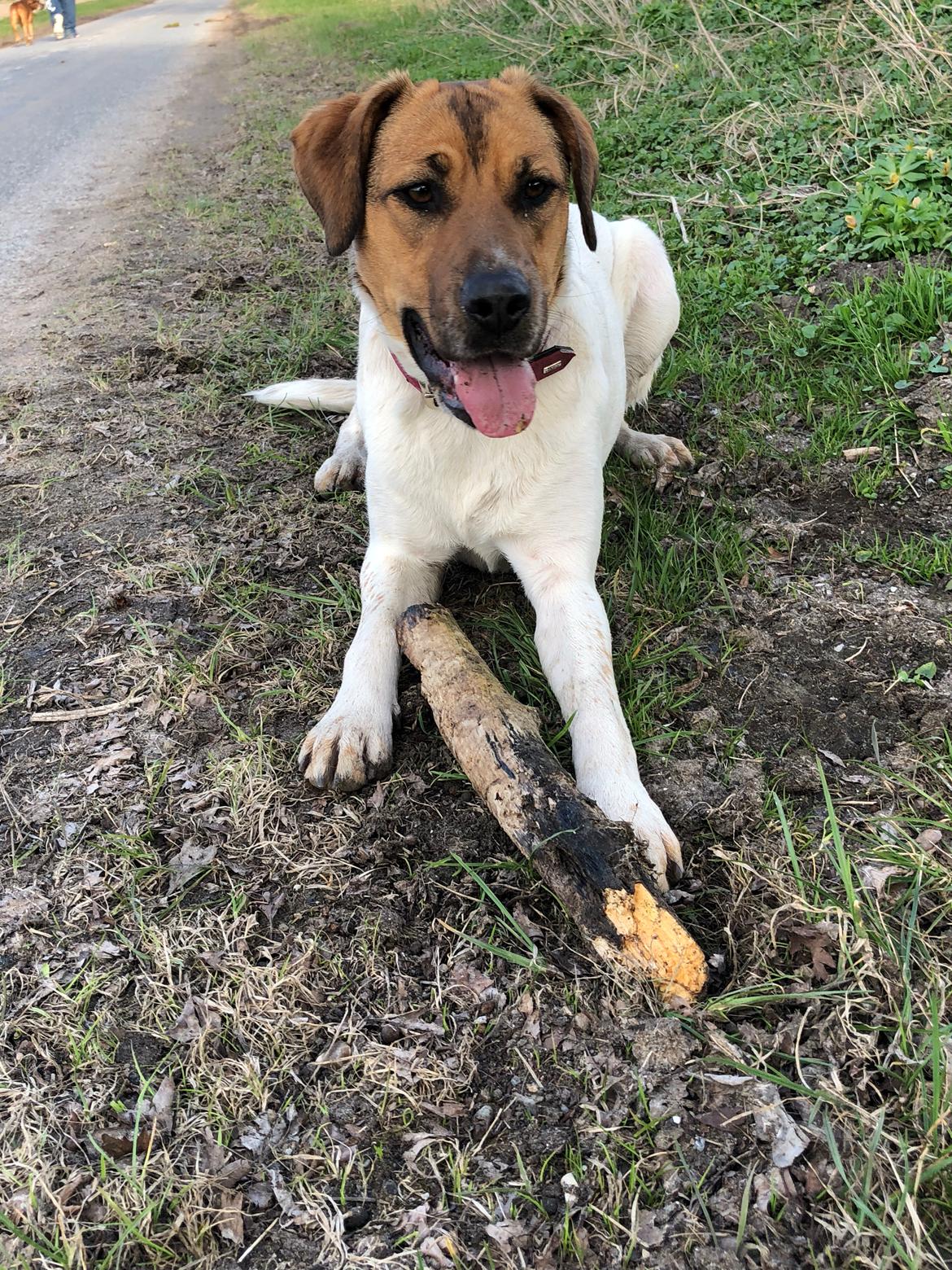 Blanding af racer Chili billede 32