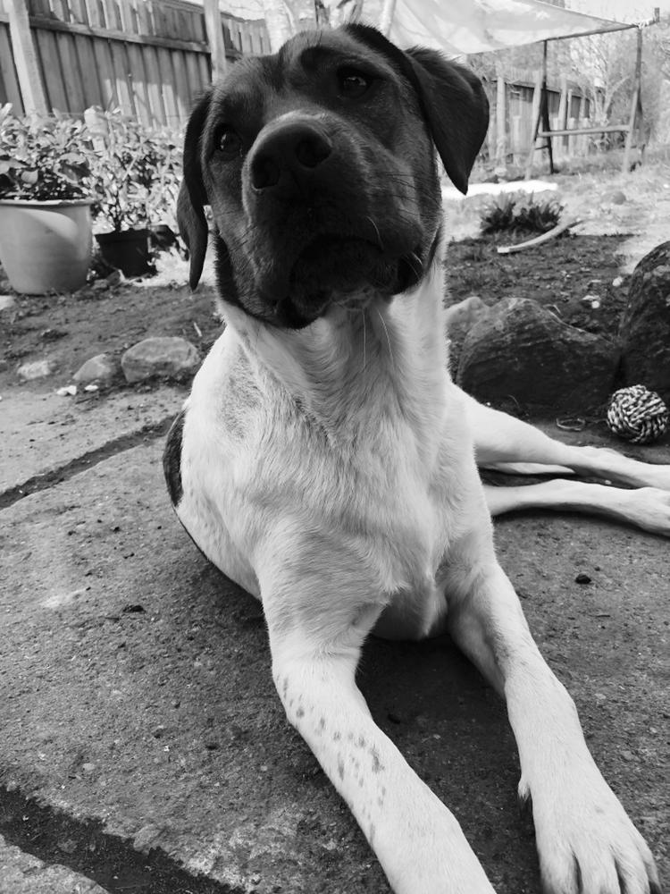 Blanding af racer Chili billede 35