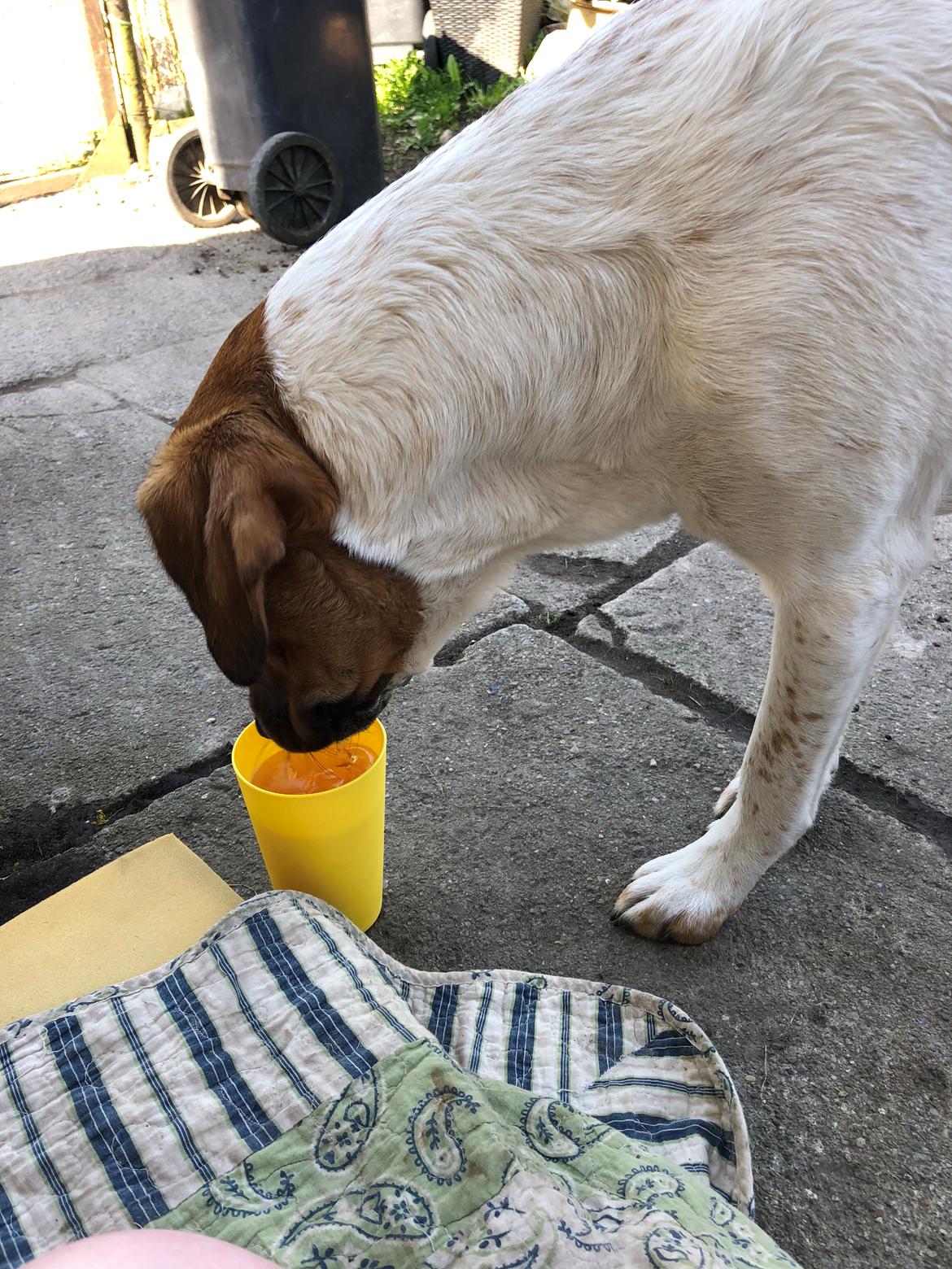 Blanding af racer Chili billede 34