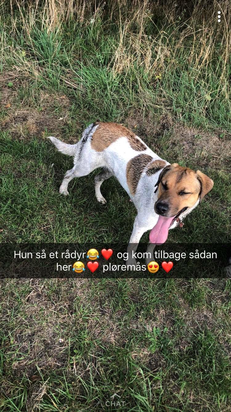 Blanding af racer Chili billede 36