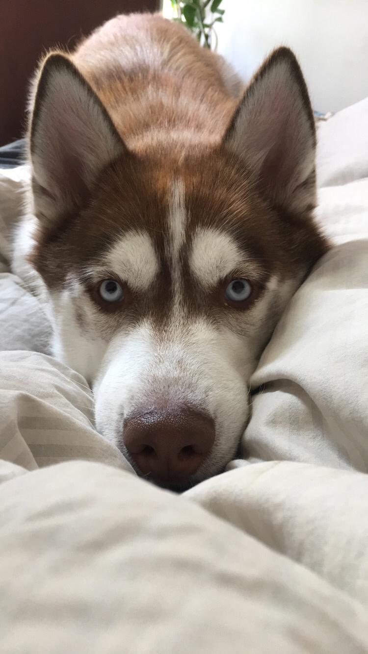 Siberian husky Milo billede 9