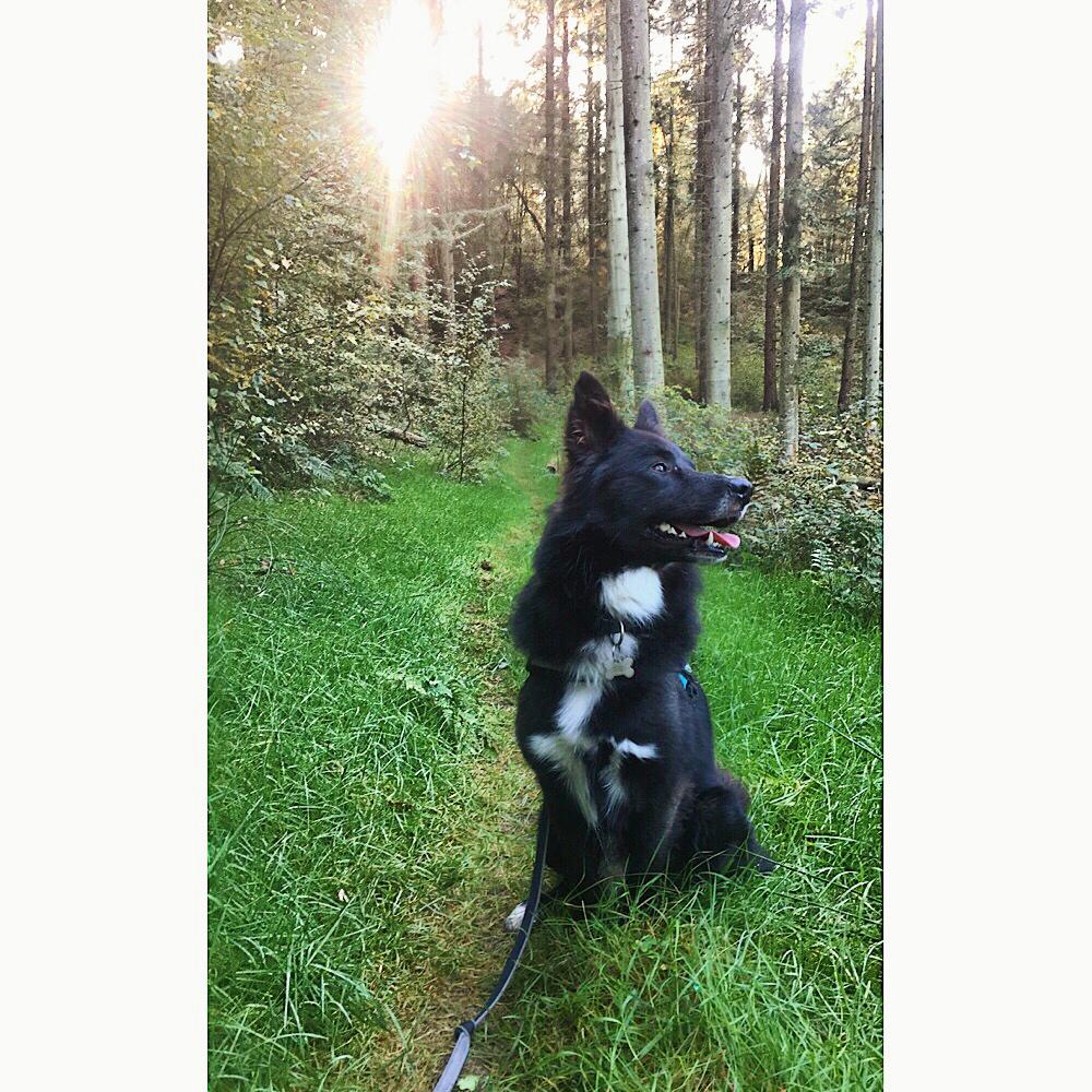 Blanding af racer Marley billede 1