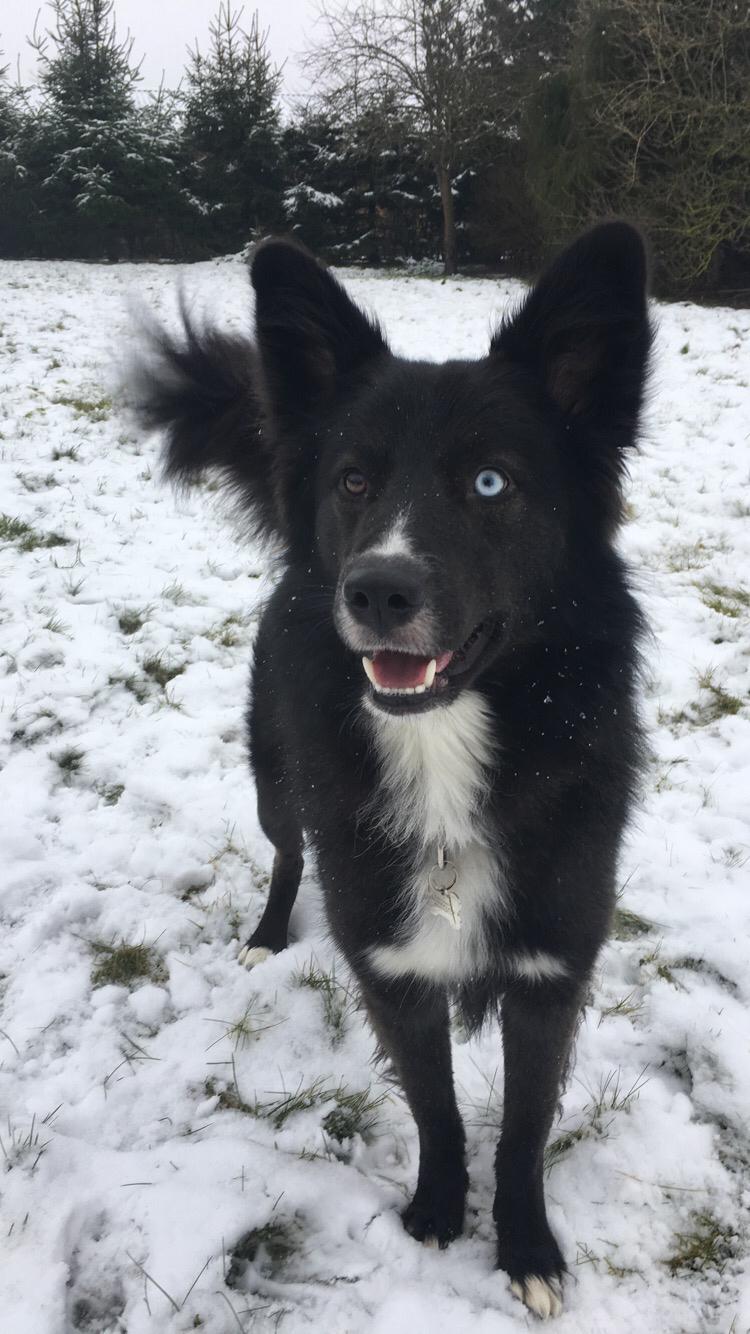 Blanding af racer Marley billede 14