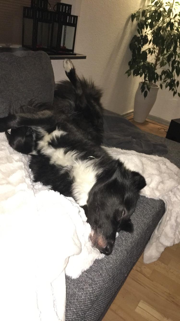 Blanding af racer Marley billede 17