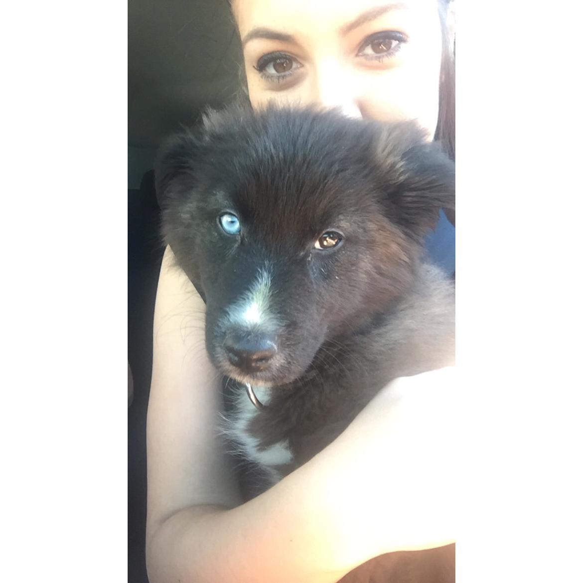 Blanding af racer Marley billede 18