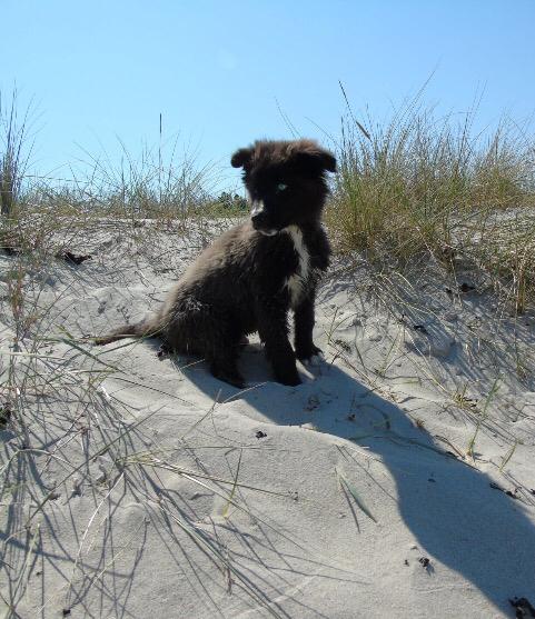 Blanding af racer Marley billede 20