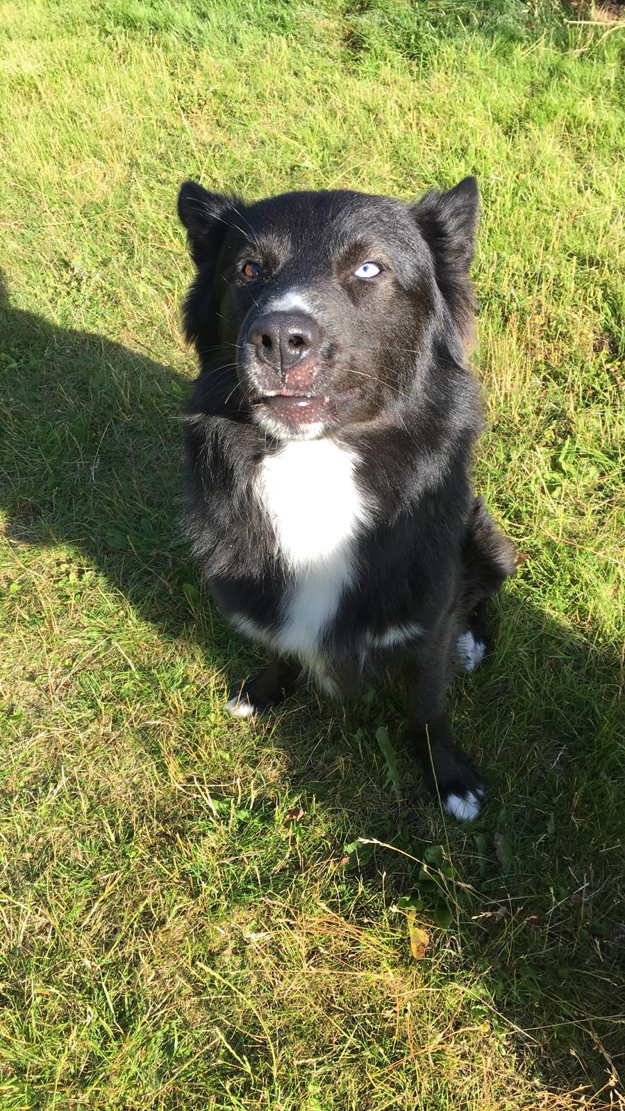 Blanding af racer Marley billede 25