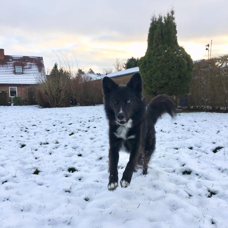 Blanding af racer Marley billede 29