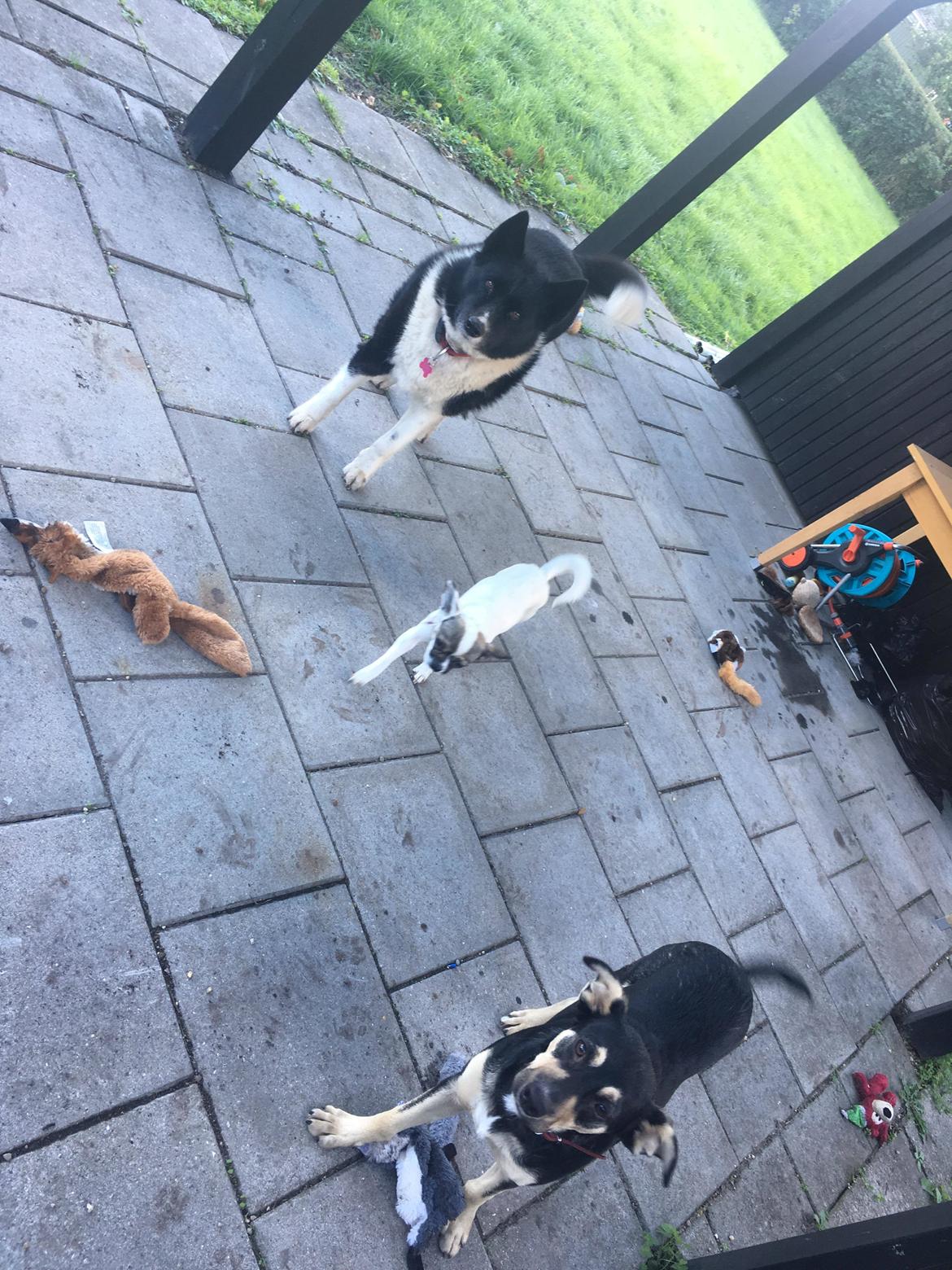 Karelsk bjørnehund Fie billede 1