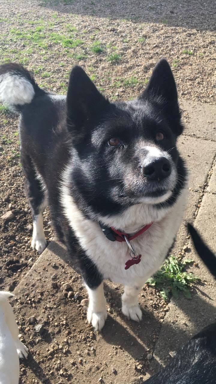 Karelsk bjørnehund Fie billede 3