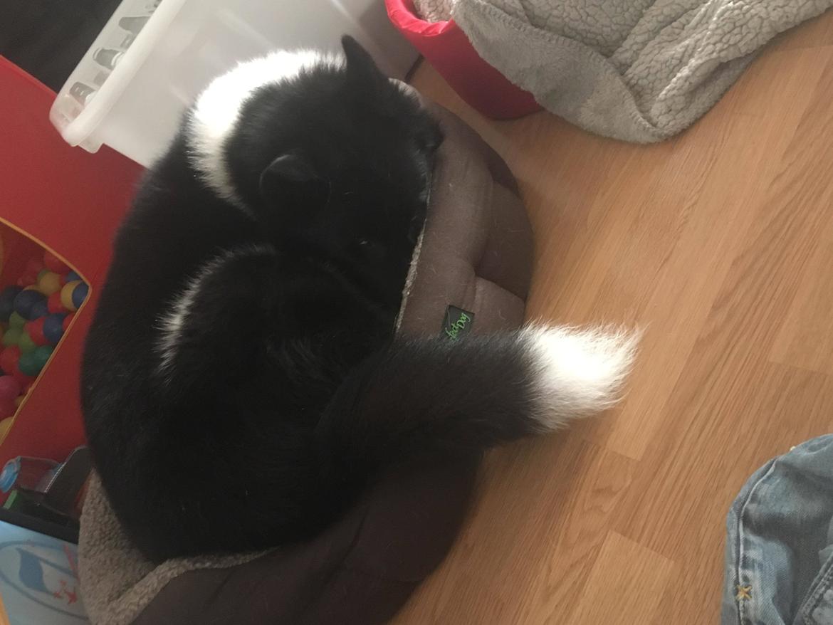 Karelsk bjørnehund Fie billede 4