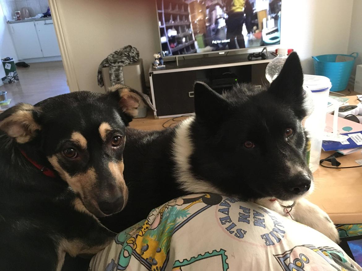 Karelsk bjørnehund Fie billede 6