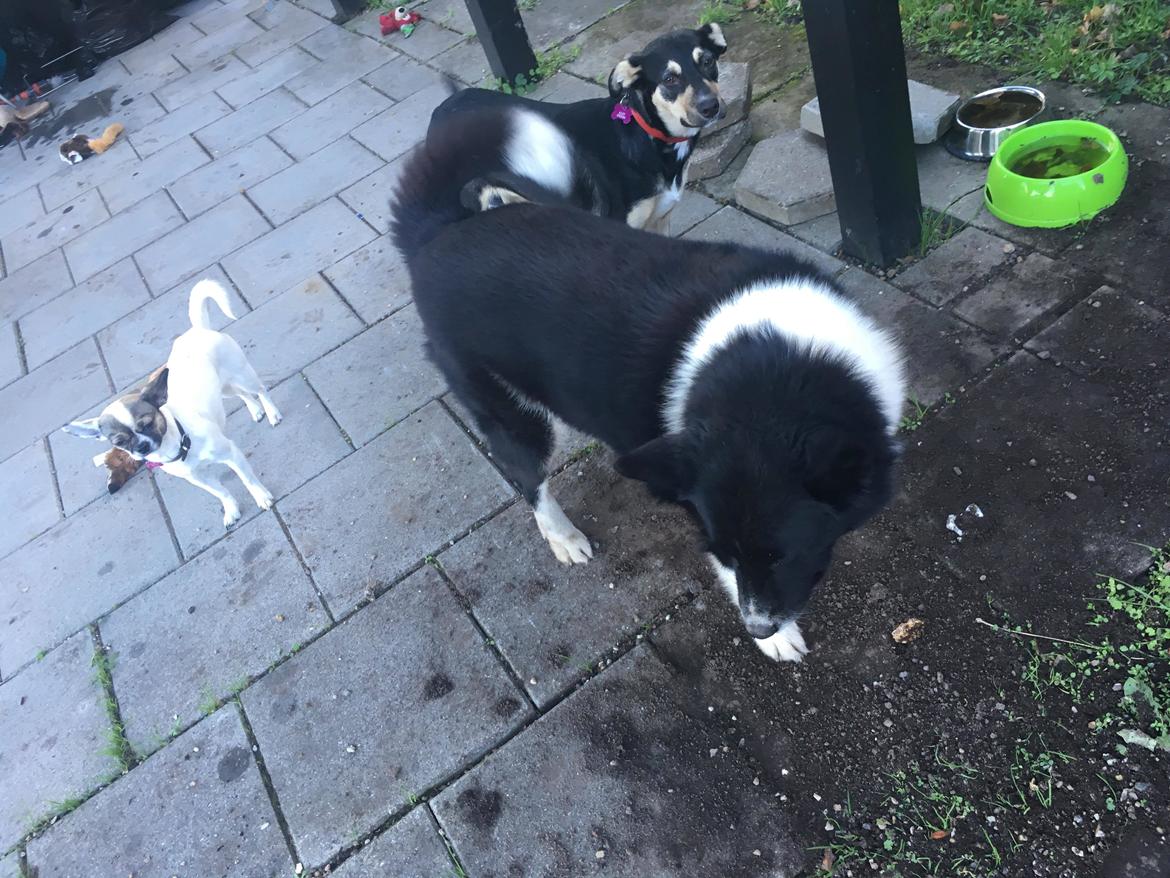 Karelsk bjørnehund Fie billede 8