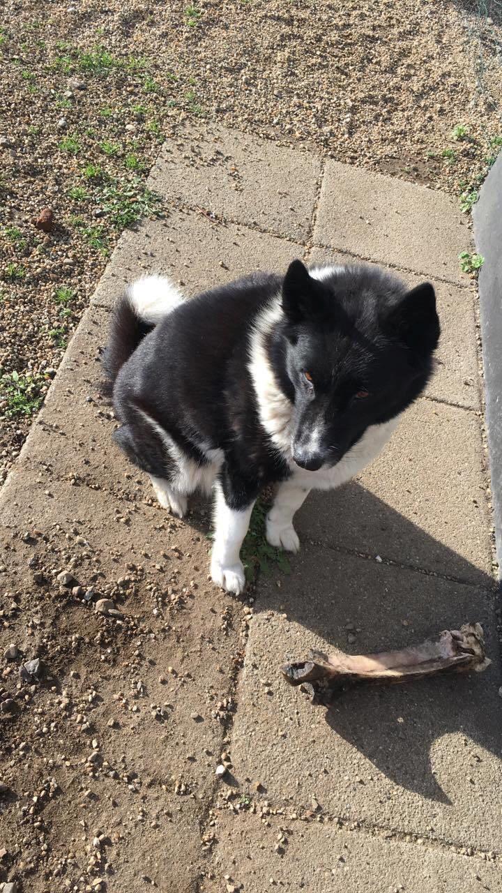 Karelsk bjørnehund Fie billede 2