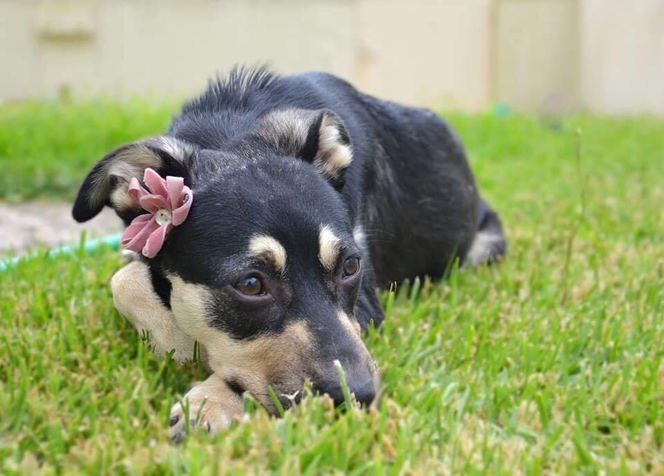 Blanding af racer Juliet billede 5