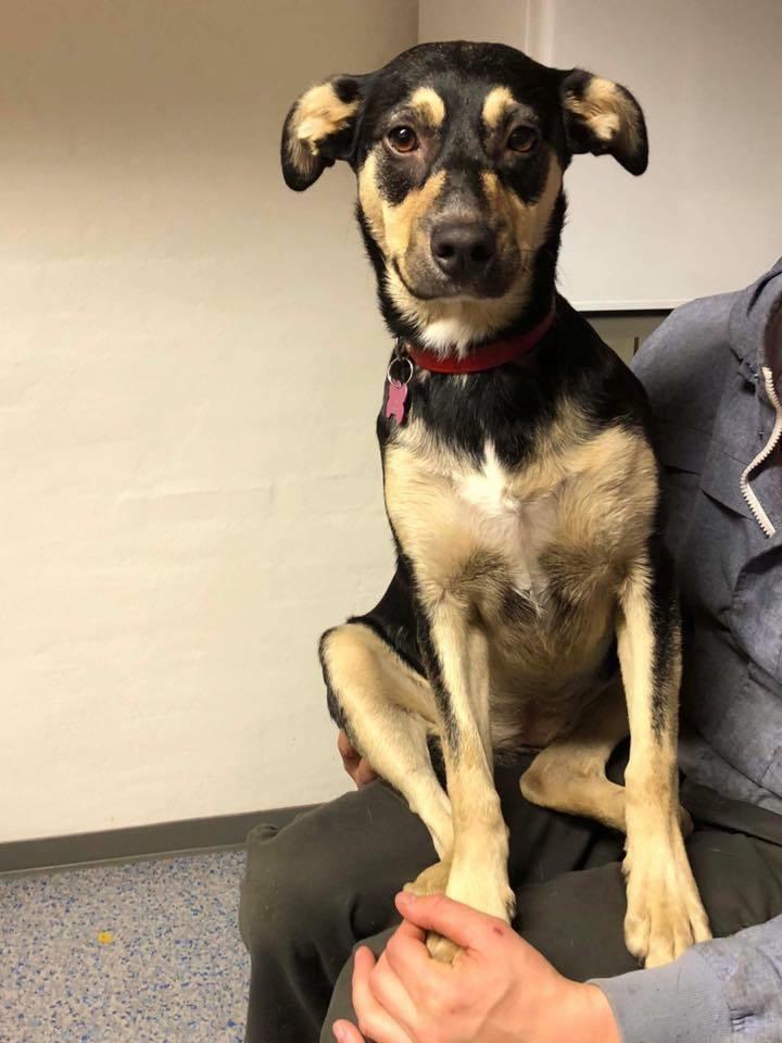 Blanding af racer Juliet billede 19