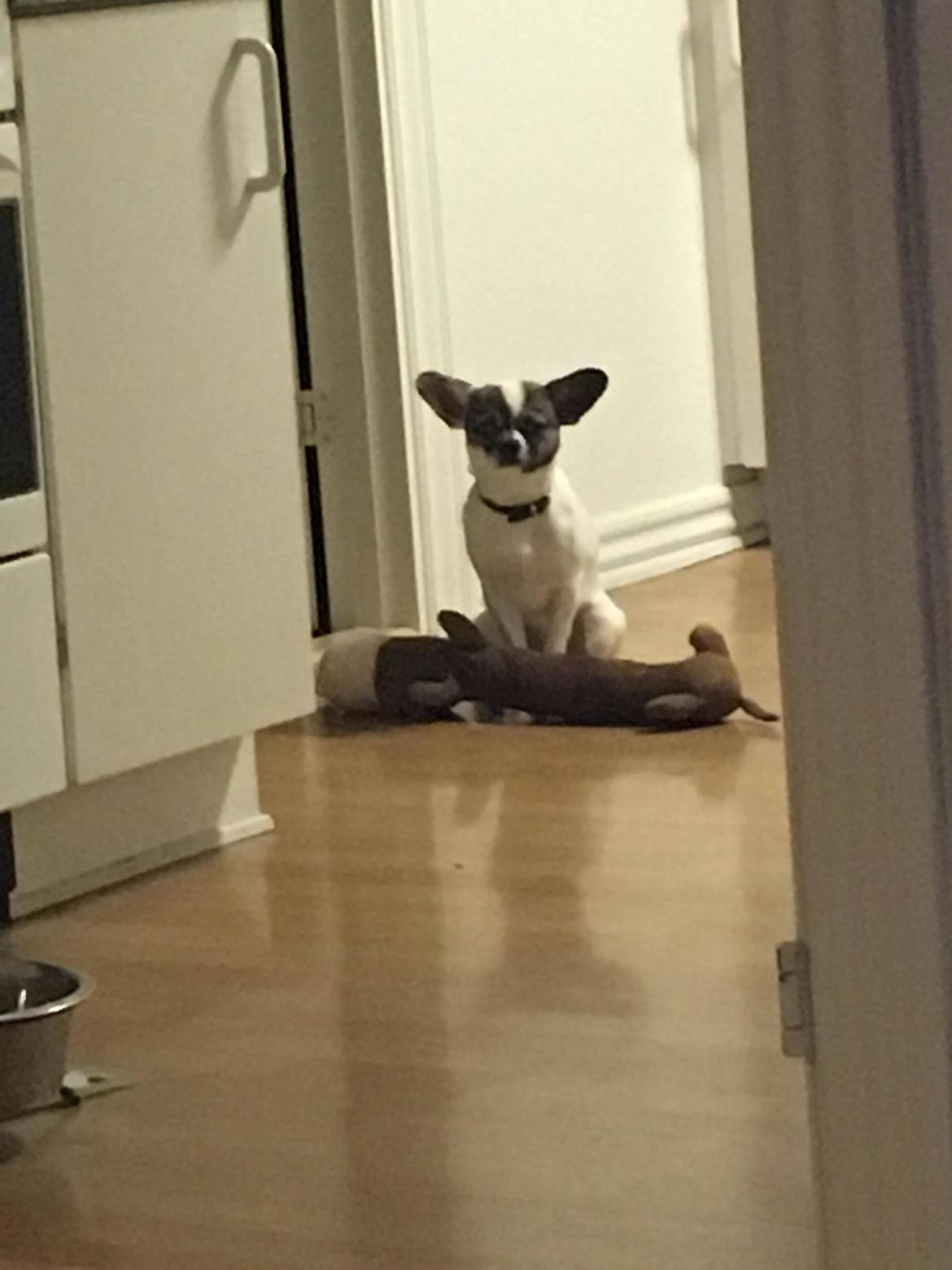 Blanding af racer Liva billede 5