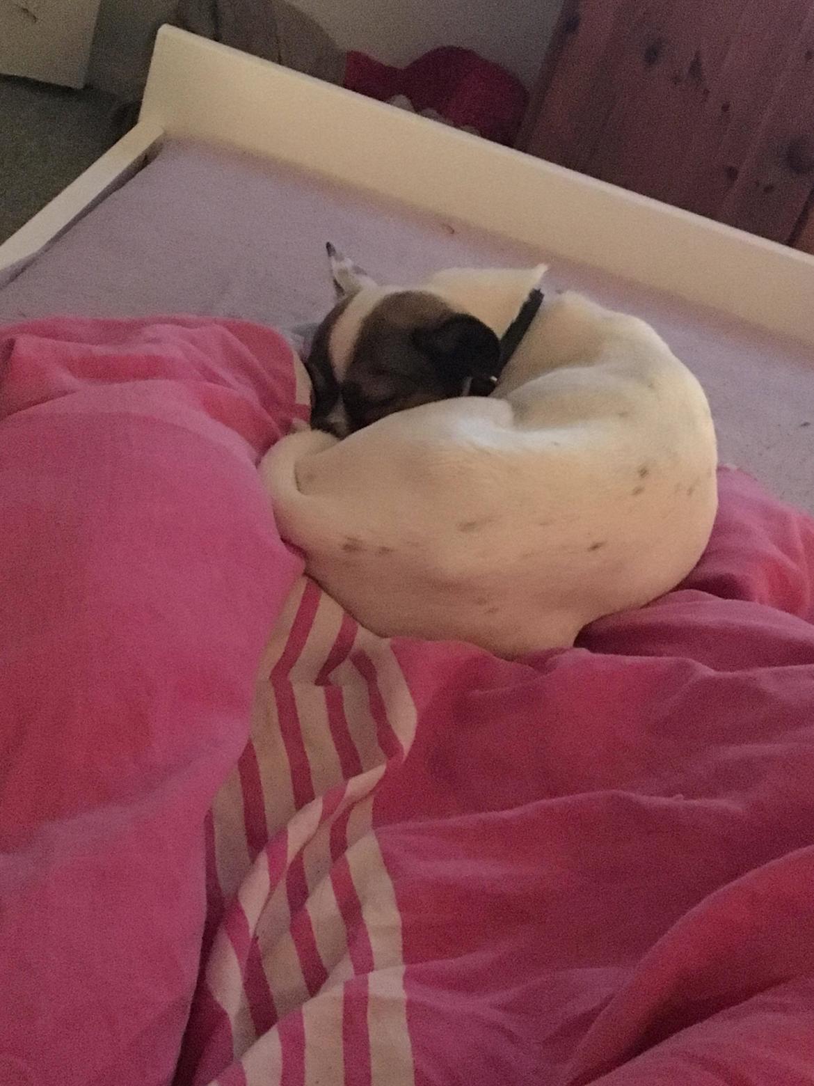 Blanding af racer Liva billede 6