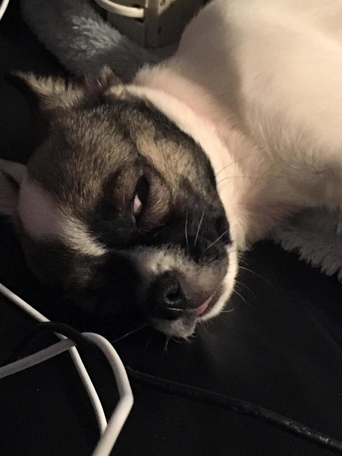 Blanding af racer Liva billede 8