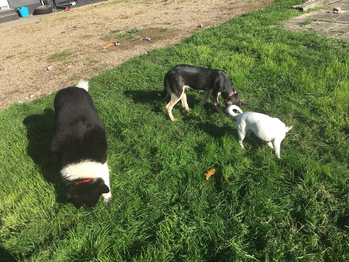 Blanding af racer Liva billede 13