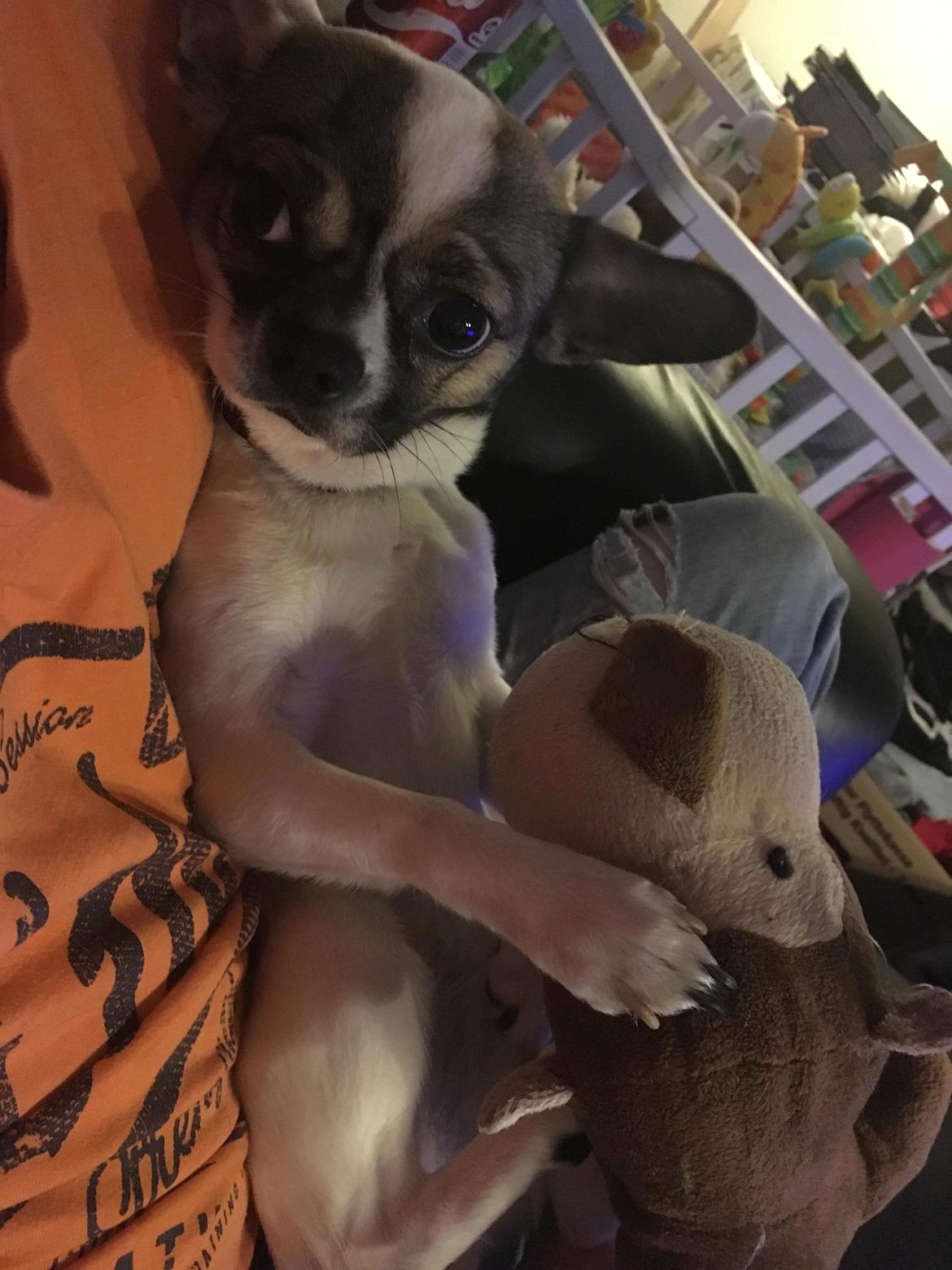 Blanding af racer Liva billede 16