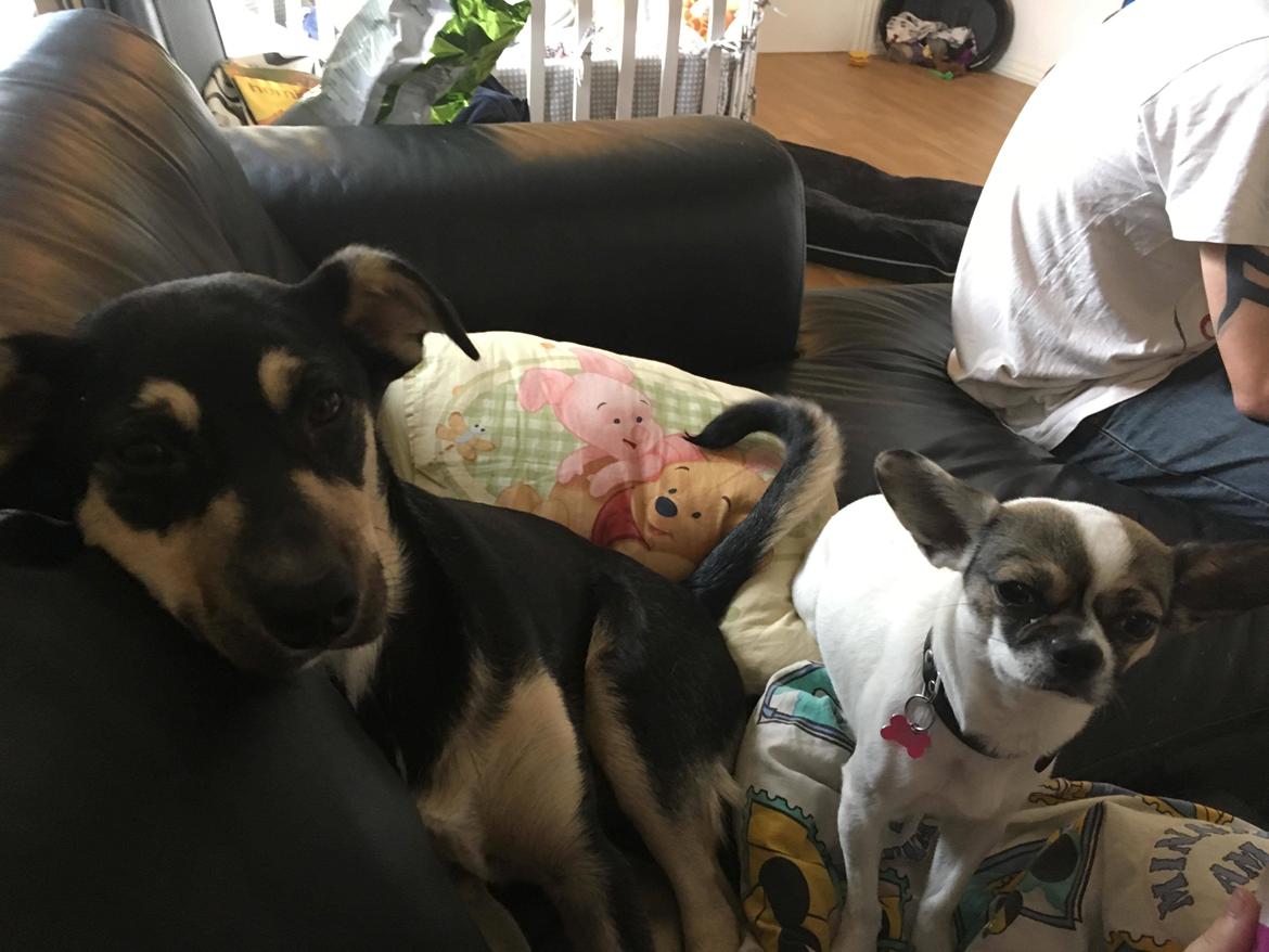 Blanding af racer Liva billede 20