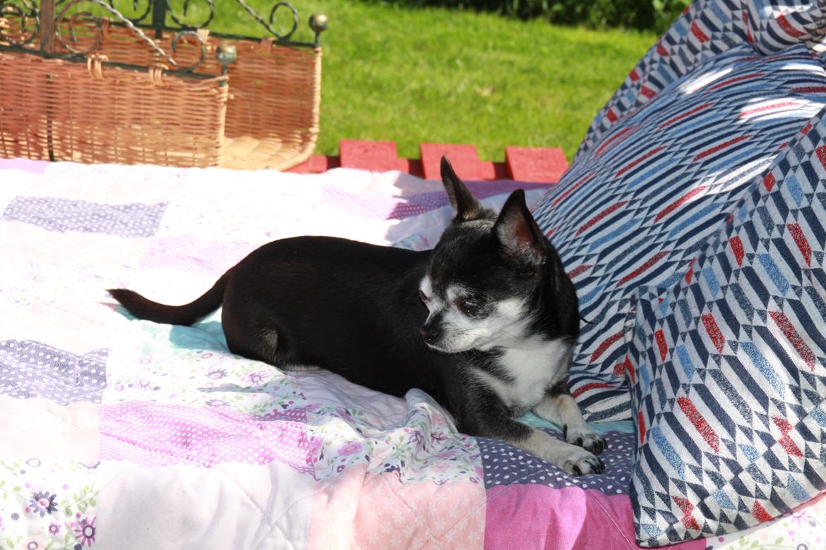 Chihuahua Annabell billede 1