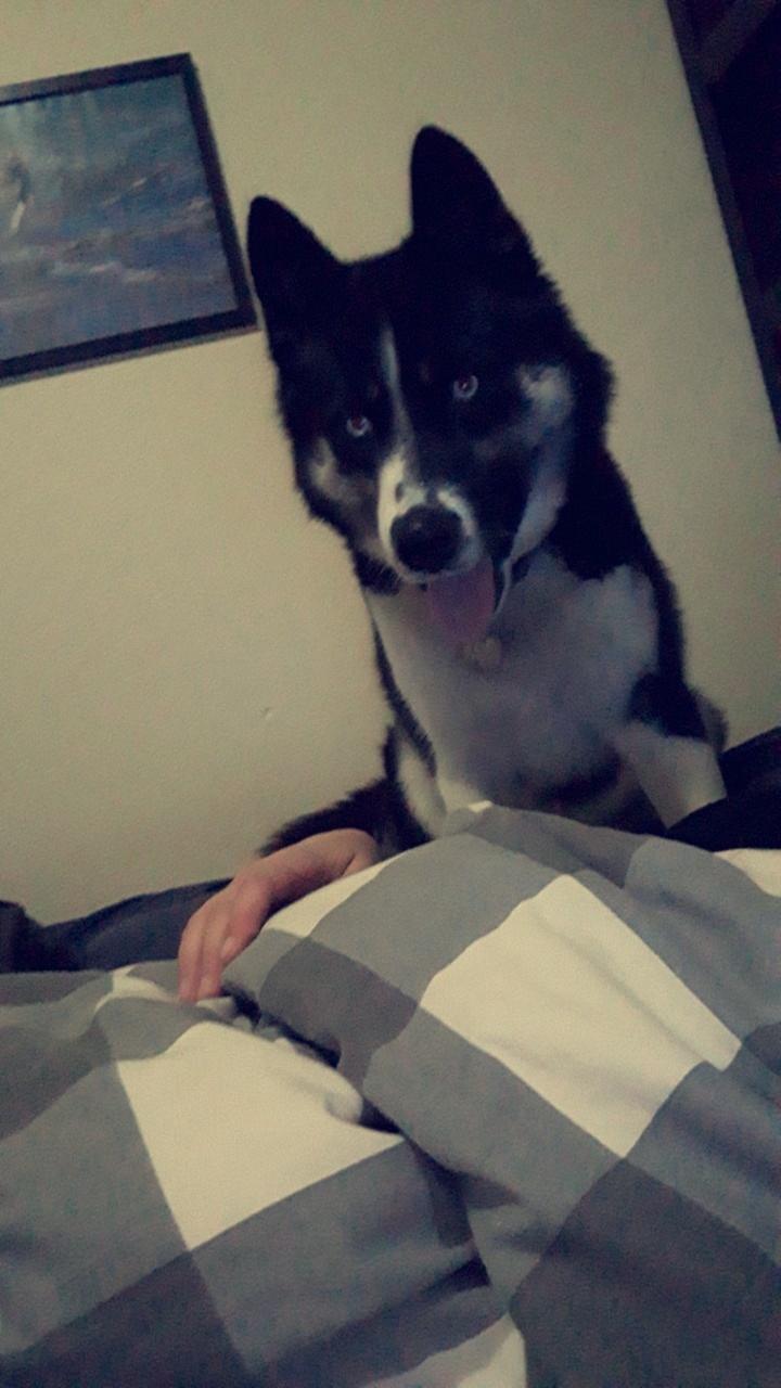 Siberian husky Boss billede 49